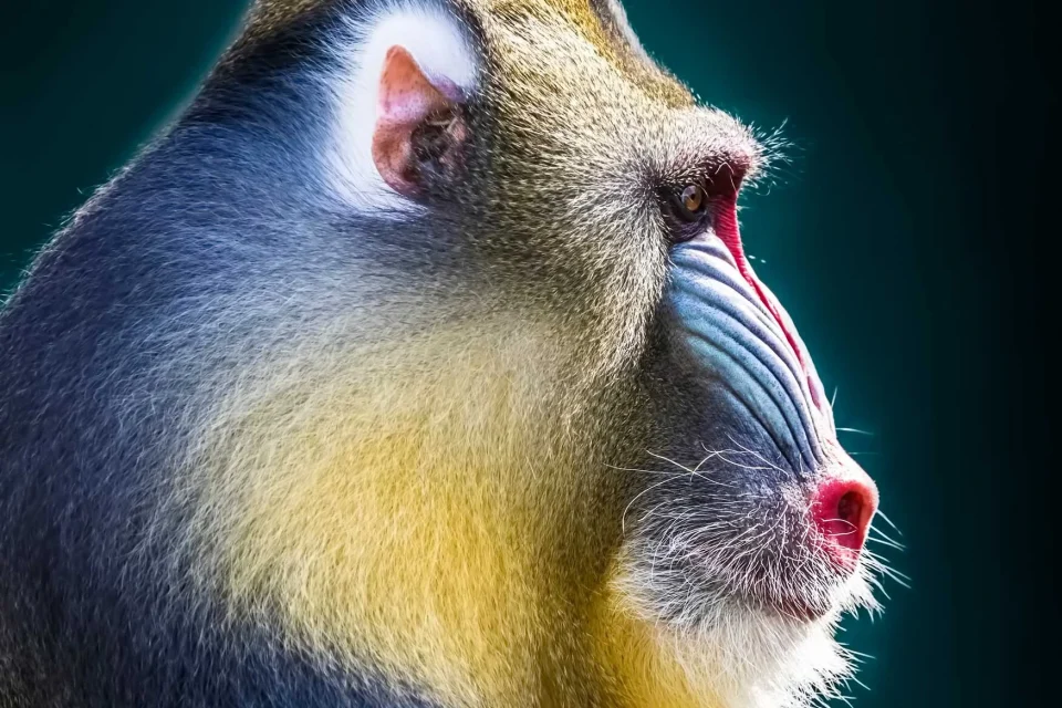 exc-5efb5a8bf6ed2f0fb740346a