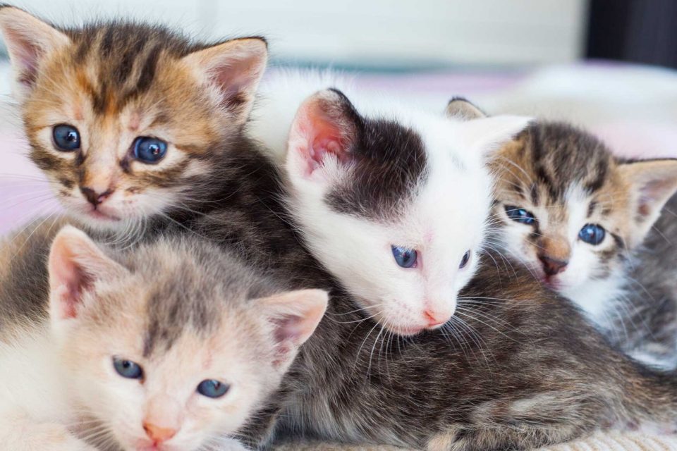 exc-5fb3ff07fd34130b8ff0d30d