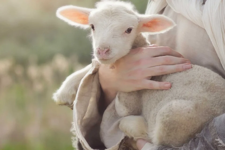 exc-5fc540479ee0f32b87ffa4a8