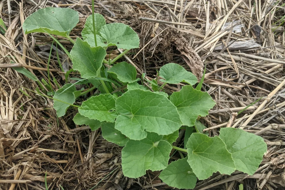 exc-60d0ba5c9973ae3a826d4c0f