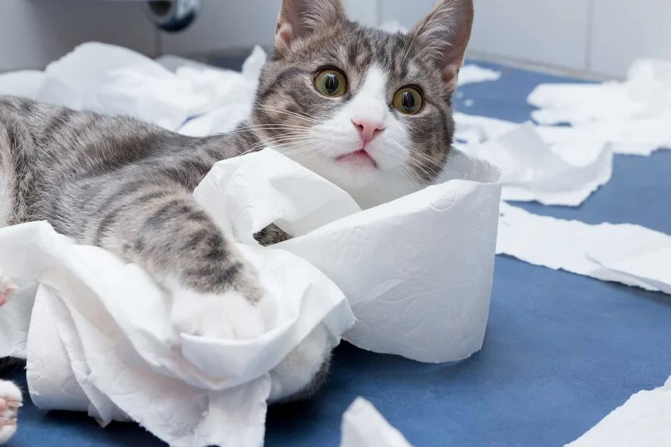 exc-5e824cf6679da75b43b1ad86